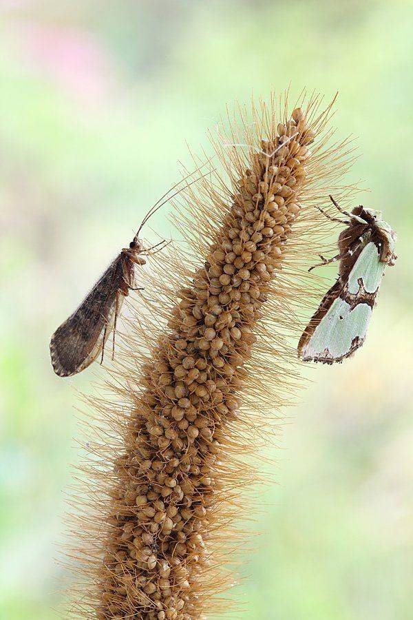 , Сергей Таланов