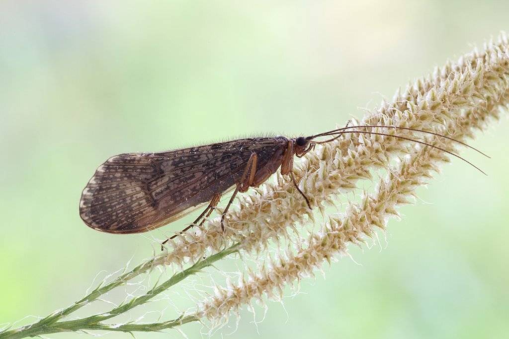 , Сергей Таланов