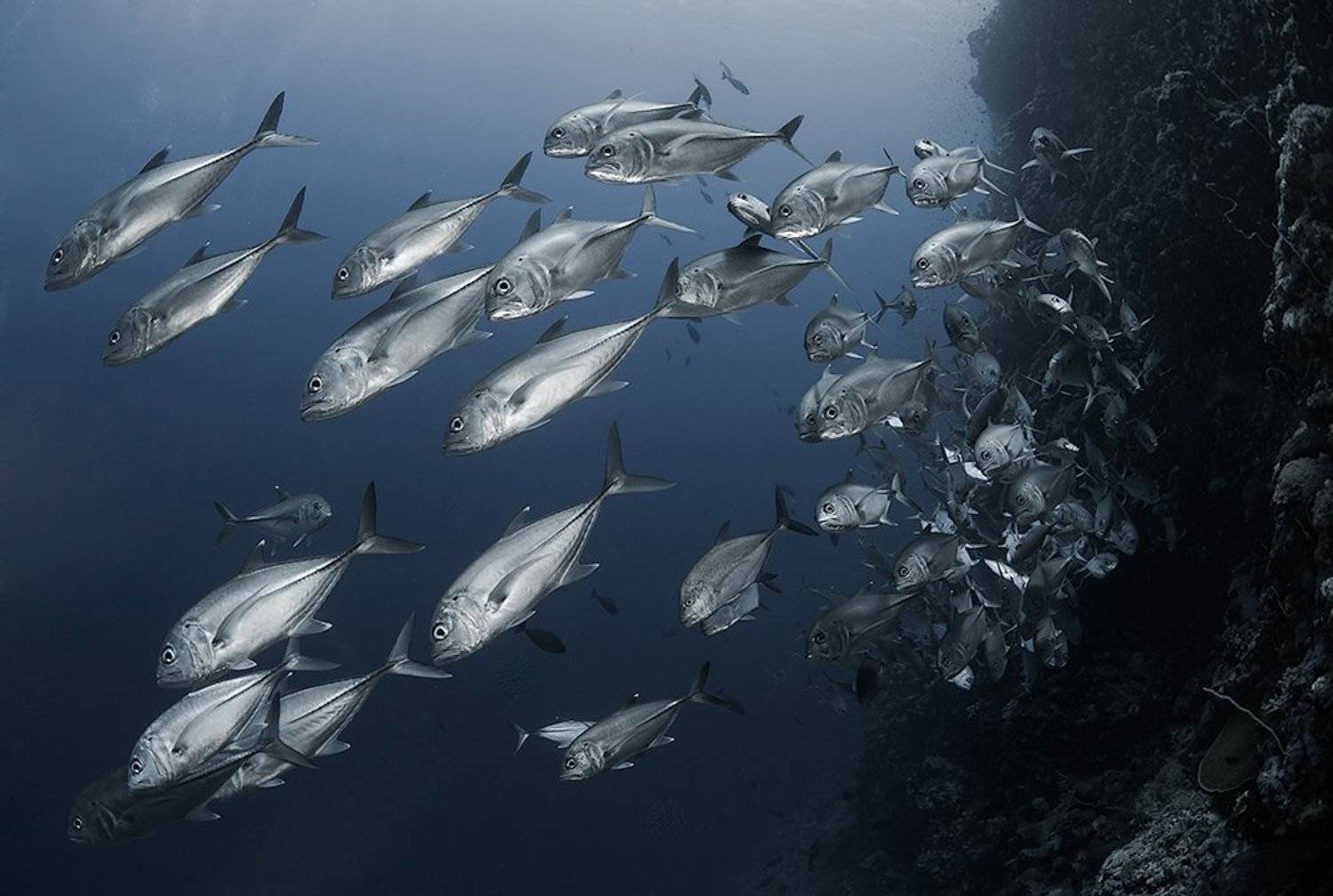 , Виктор Чистов