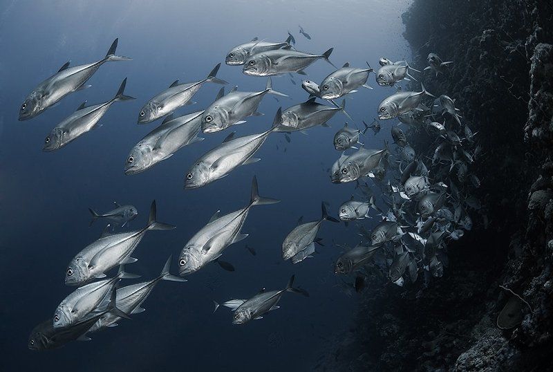 Железный поток фото превью