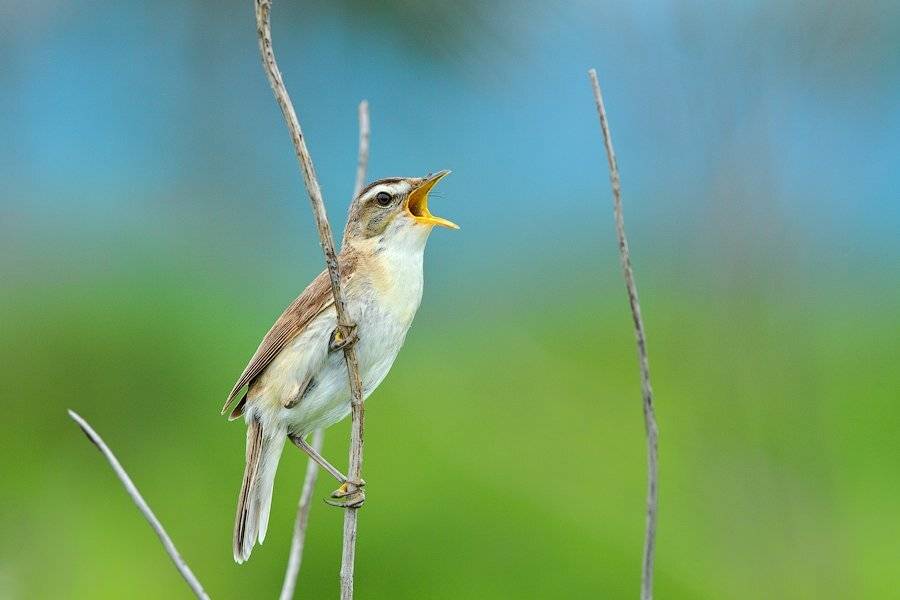 , Илья Гомыранов