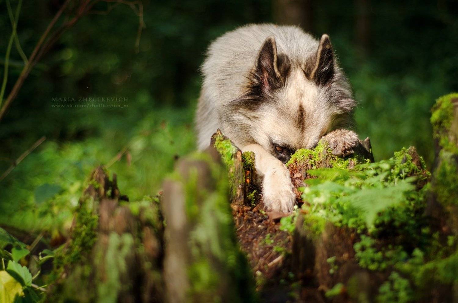 собака, лес, бельгийская овчарка, тервюрен, Мария