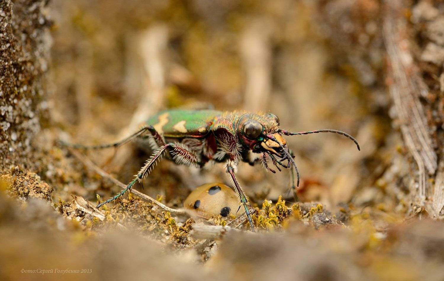 , Сергей Голубенко