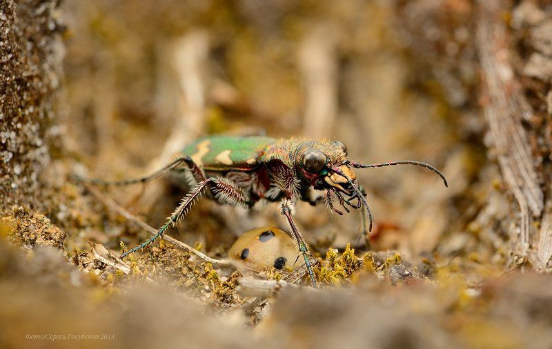 *** фото превью