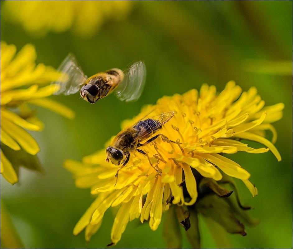 , Бурлов Андрей