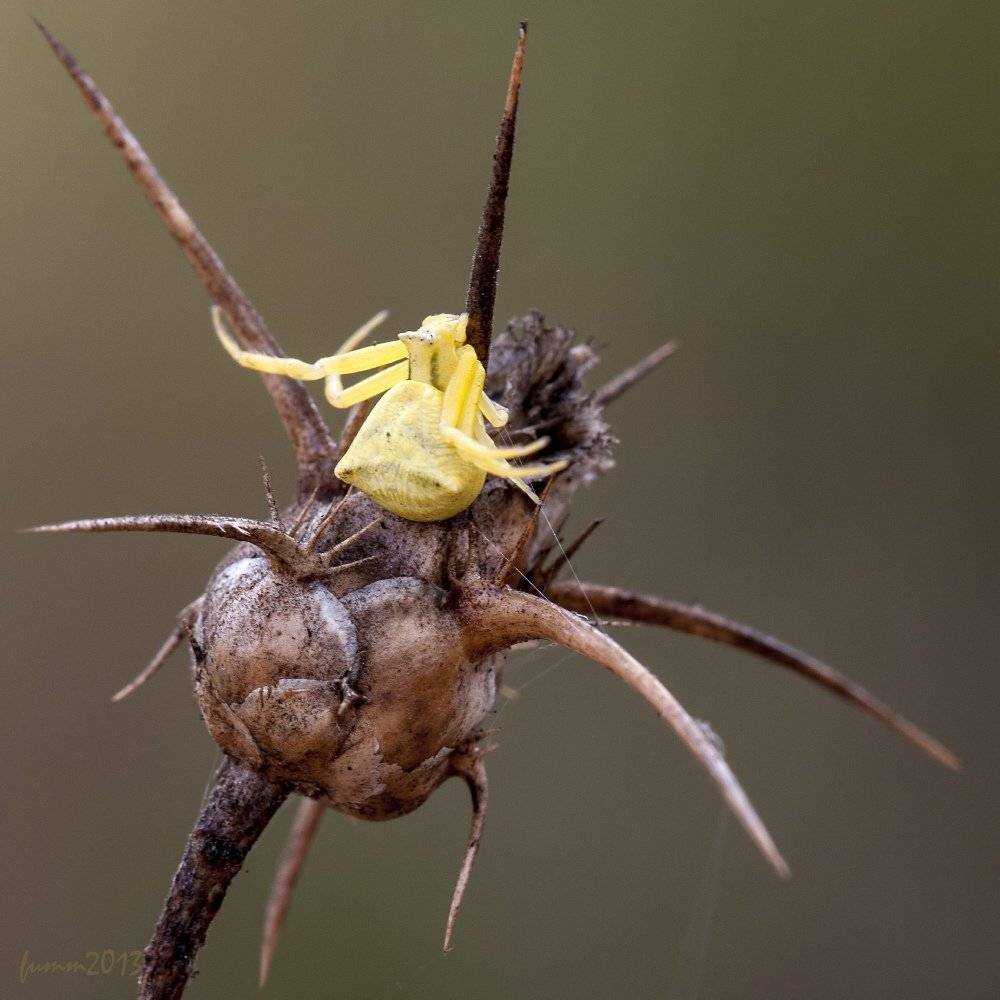 , Игорь ФУММ