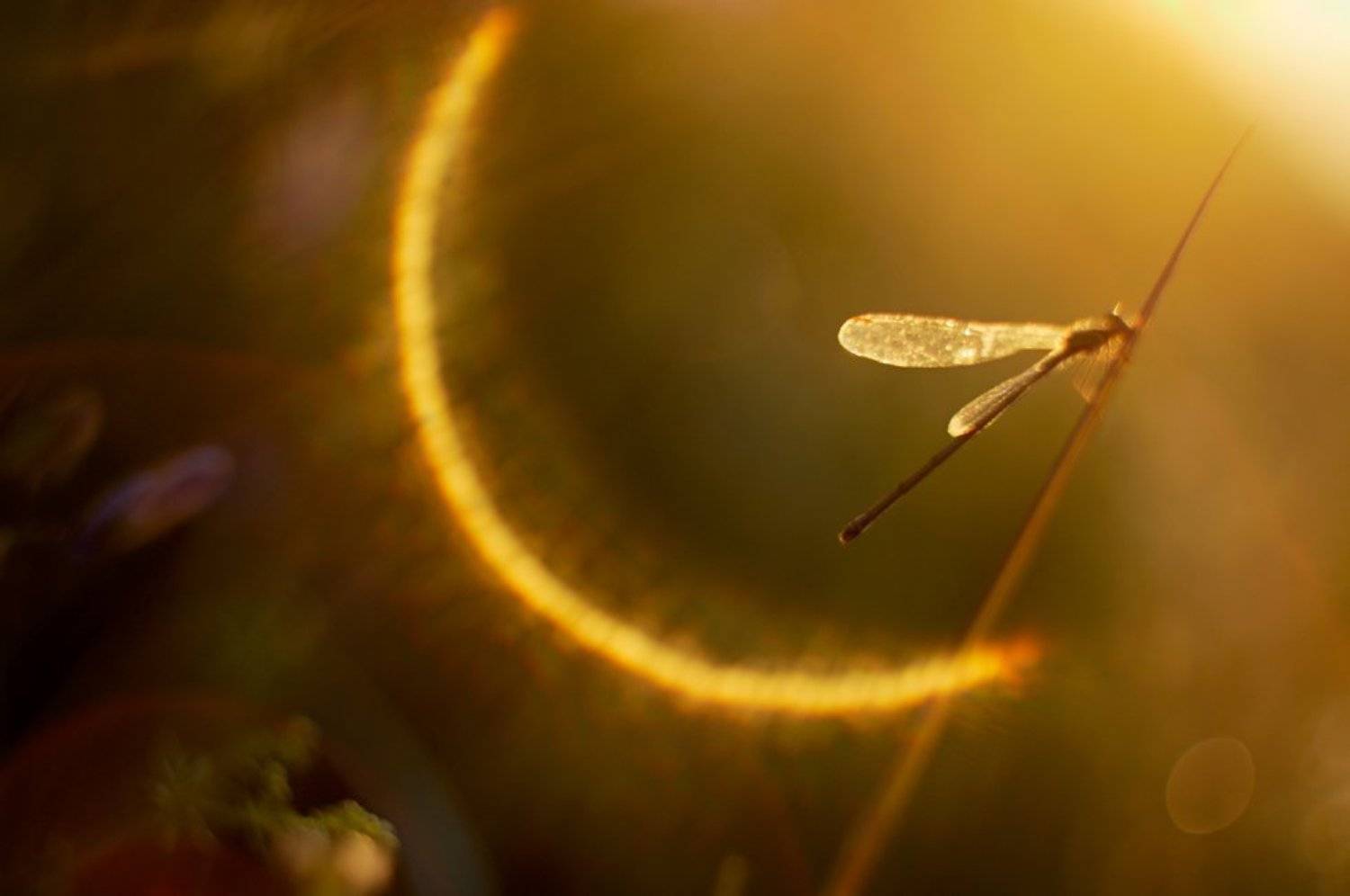 , Petr &Scaron;ed&yacute;