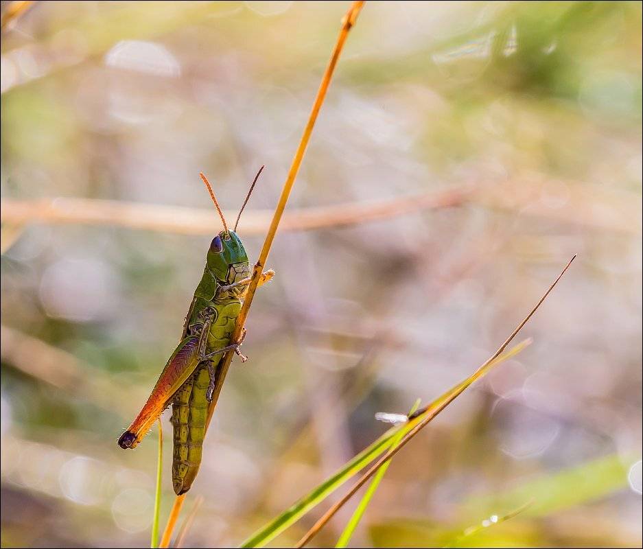 , Бурлов Андрей