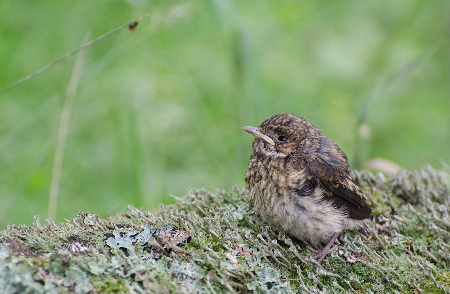 , Михаил Агеев