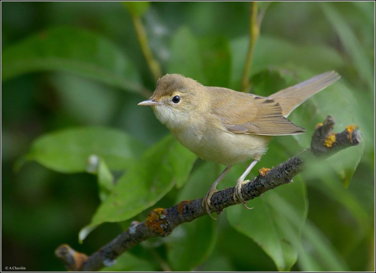 птица,бормотушка,август, Александр Чувилин
