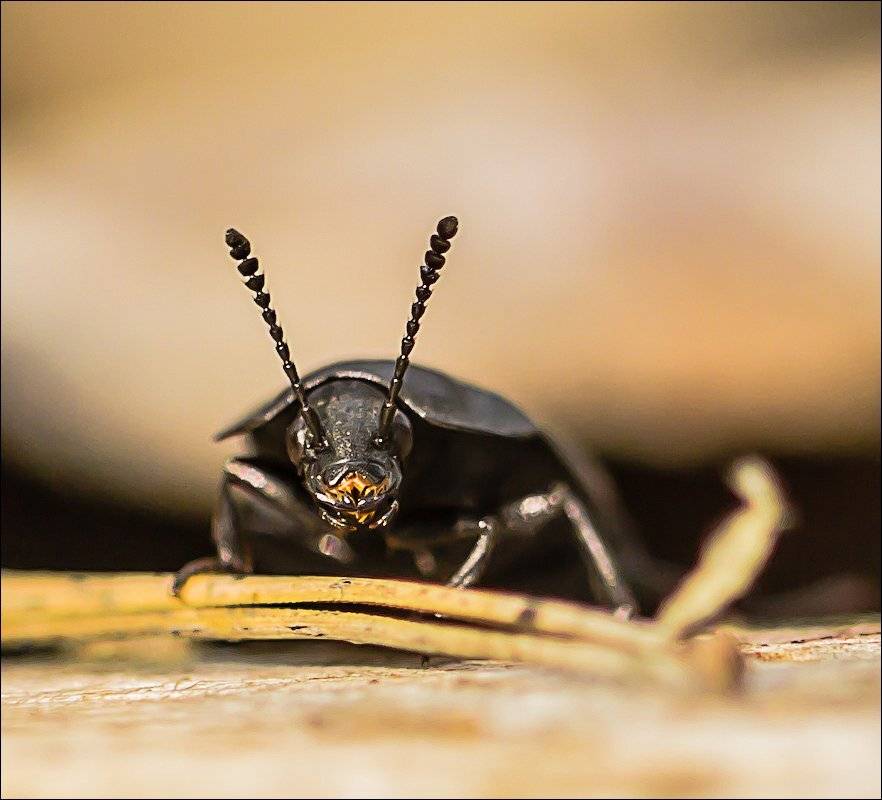 , Бурлов Андрей