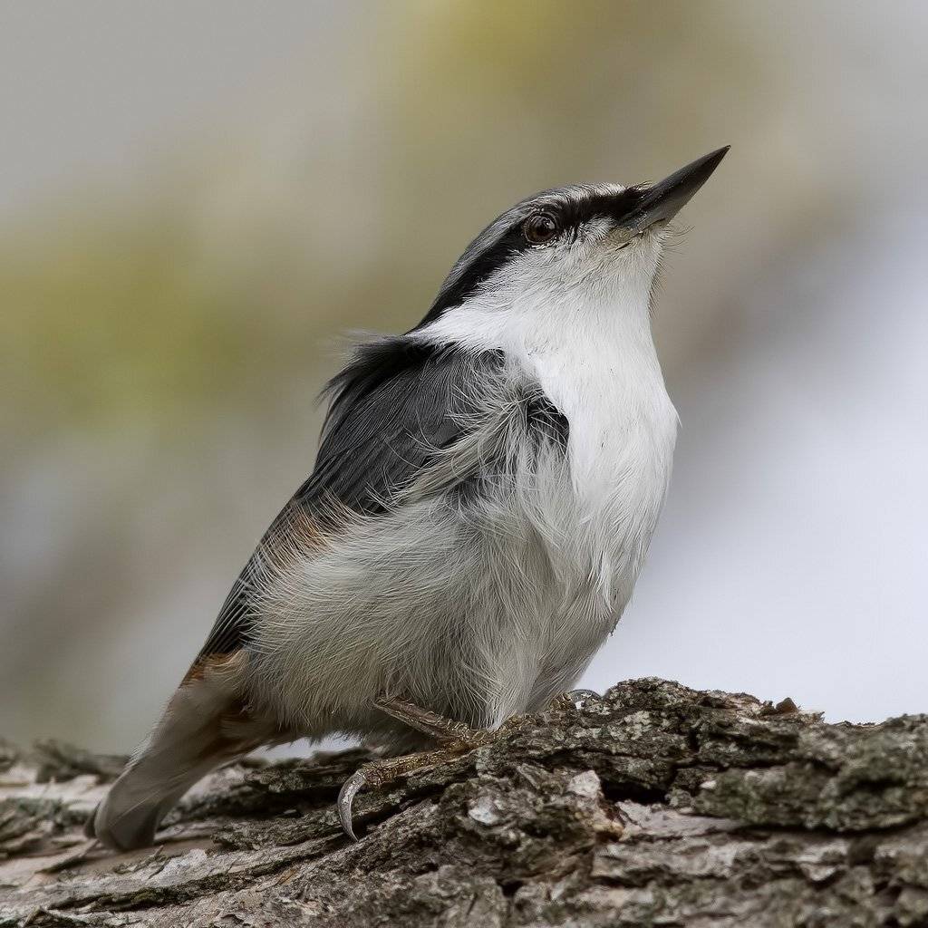 , Ляпустин Юра