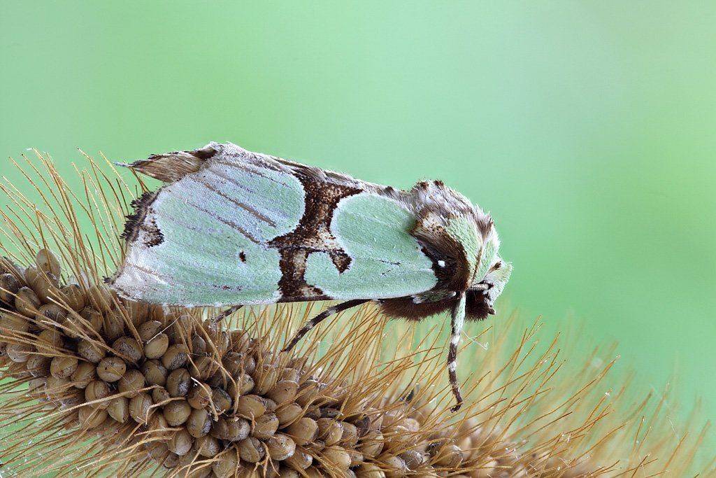, Сергей Таланов