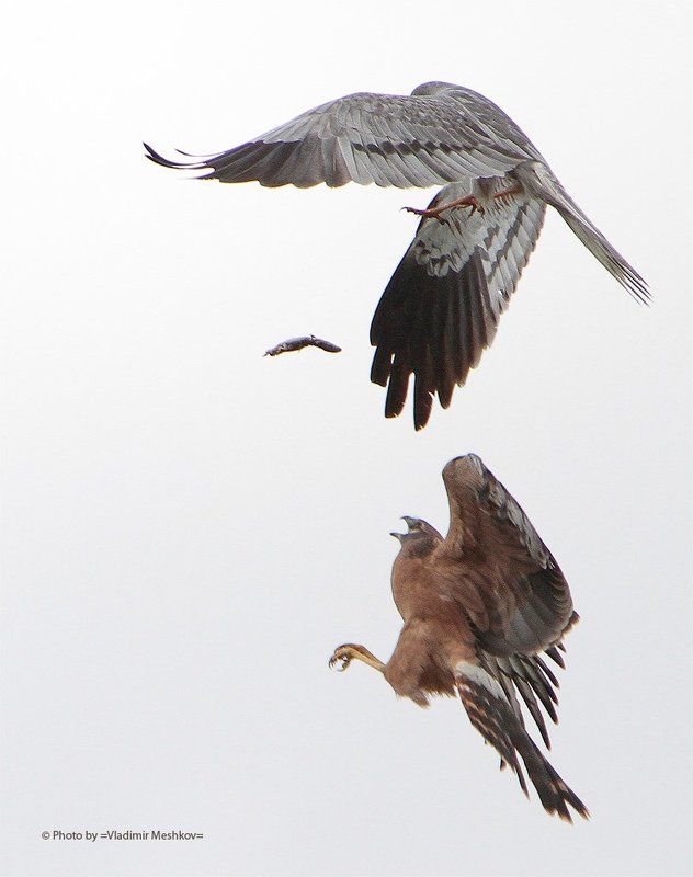 Meadow Harrier (feeding in the air). фото превью