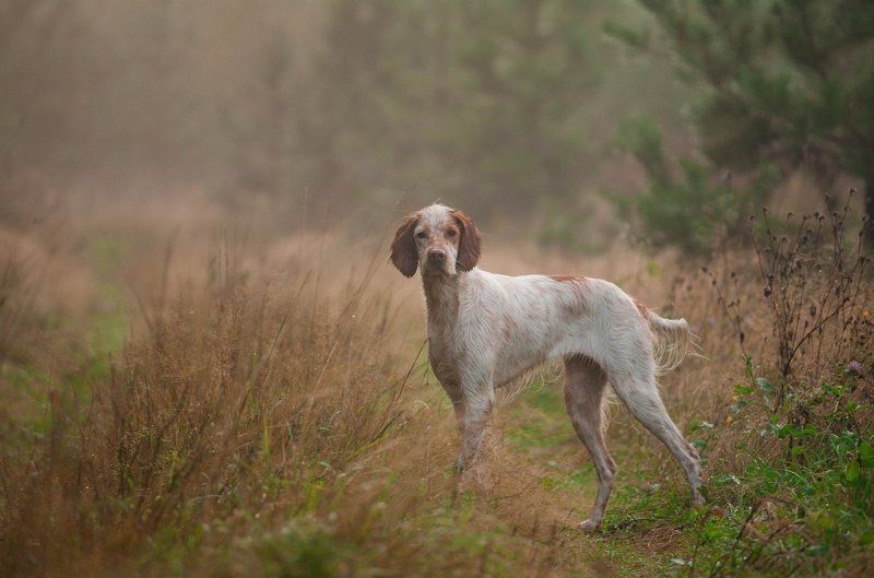 Английский сеттер, Охота, Охота с английским сеттером, Охота с легавой Приглашение в утро охоты фото превью
