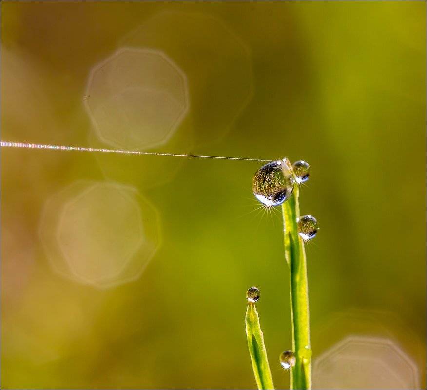 , Бурлов Андрей