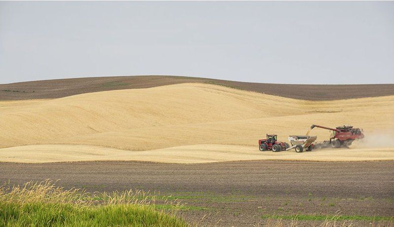 Golden harvest фото превью
