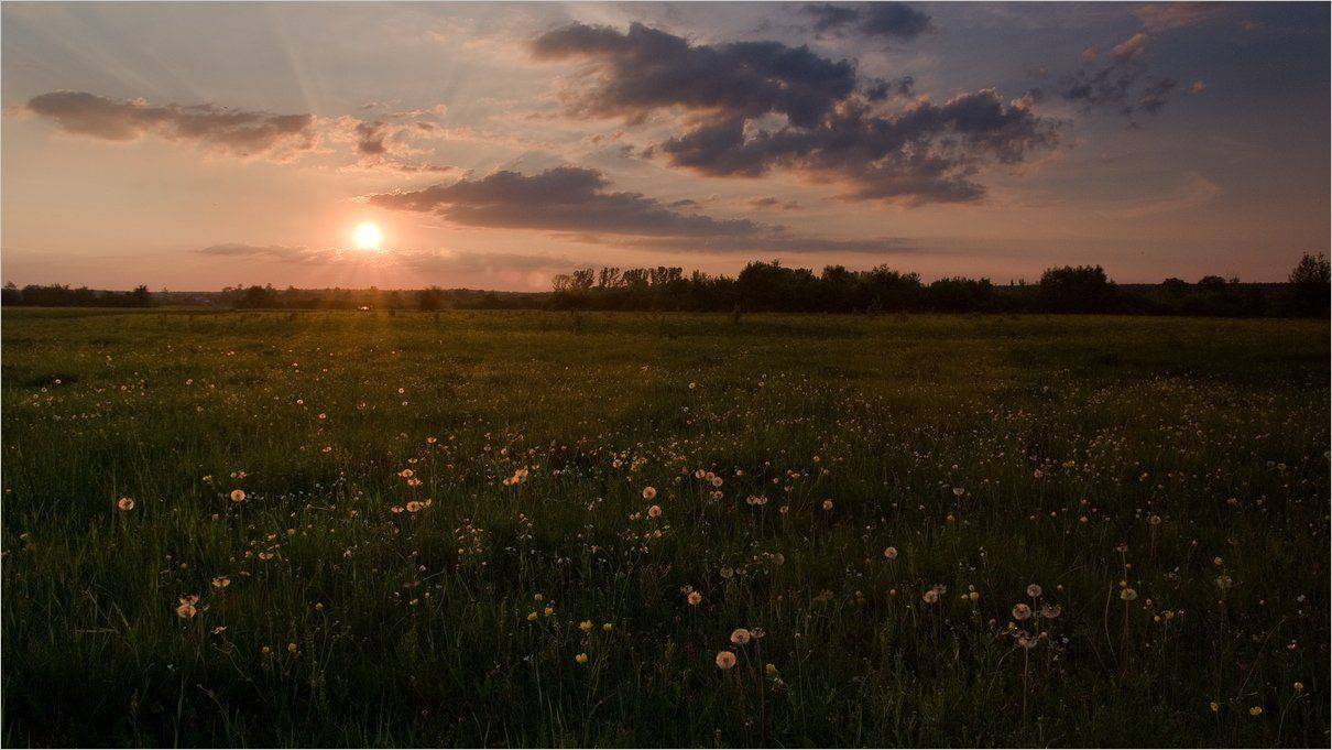 , Николай Шахманцир