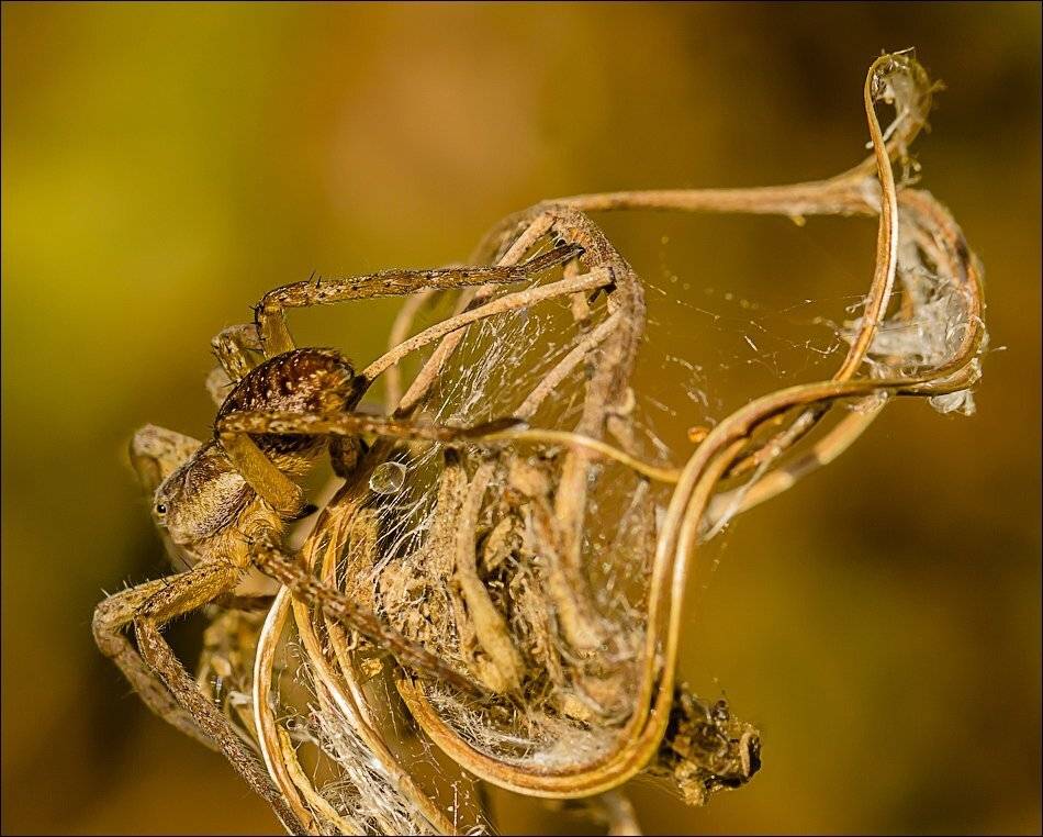, Бурлов Андрей