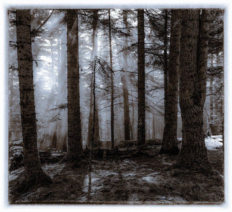 ЭТОТ СКАЗОЧНЫЙ ЛЕС фото превью