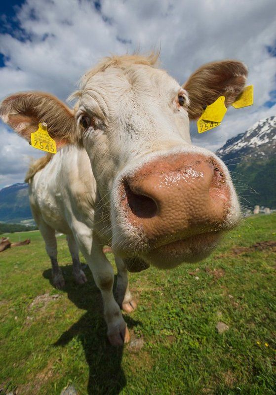 Альпийские картинки фото превью