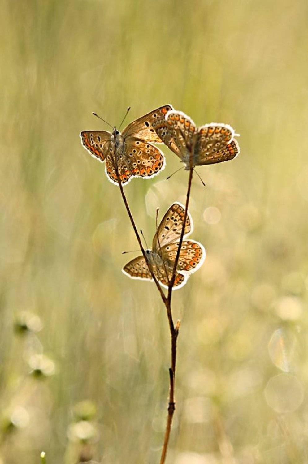 , Petr &Scaron;ed&yacute;