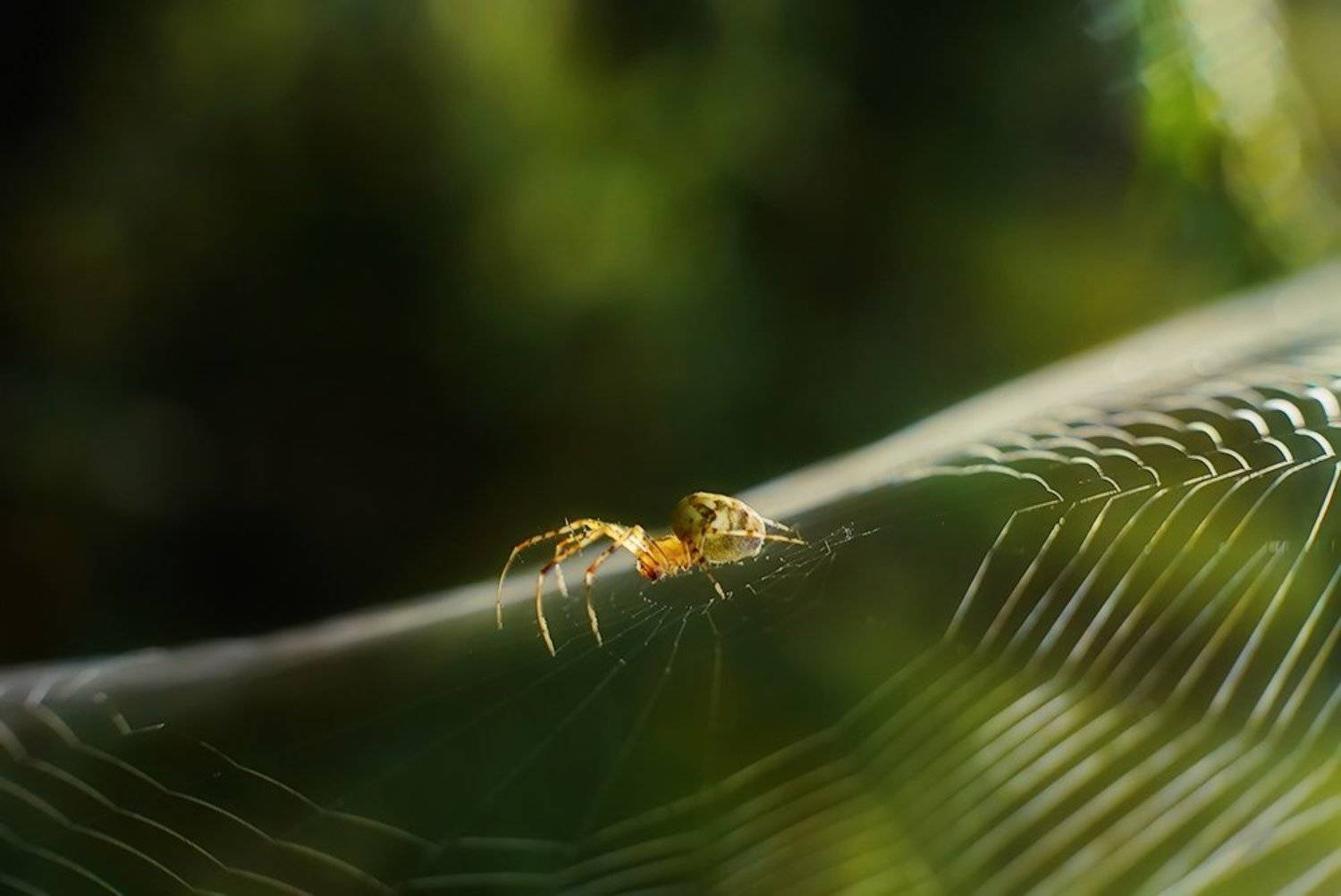 макро, паук, паутина, Alexey Gnilenkov