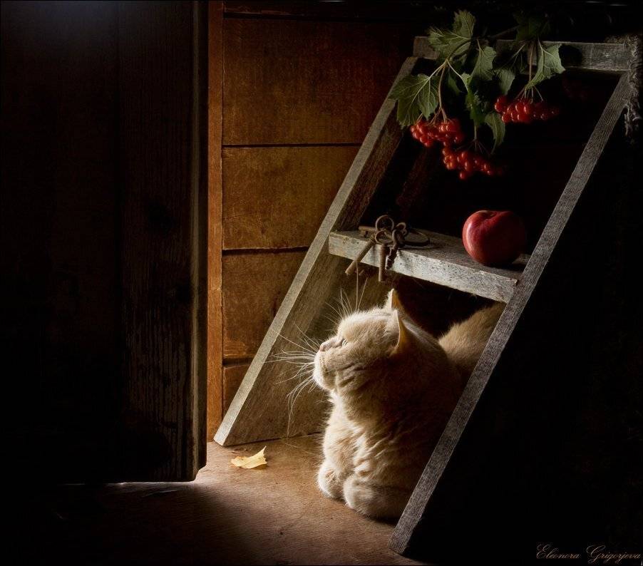 Калина, Ключи, Кот, Лестница, Натюркотики, Осень, Яблоко, Eleonora Grigorjeva