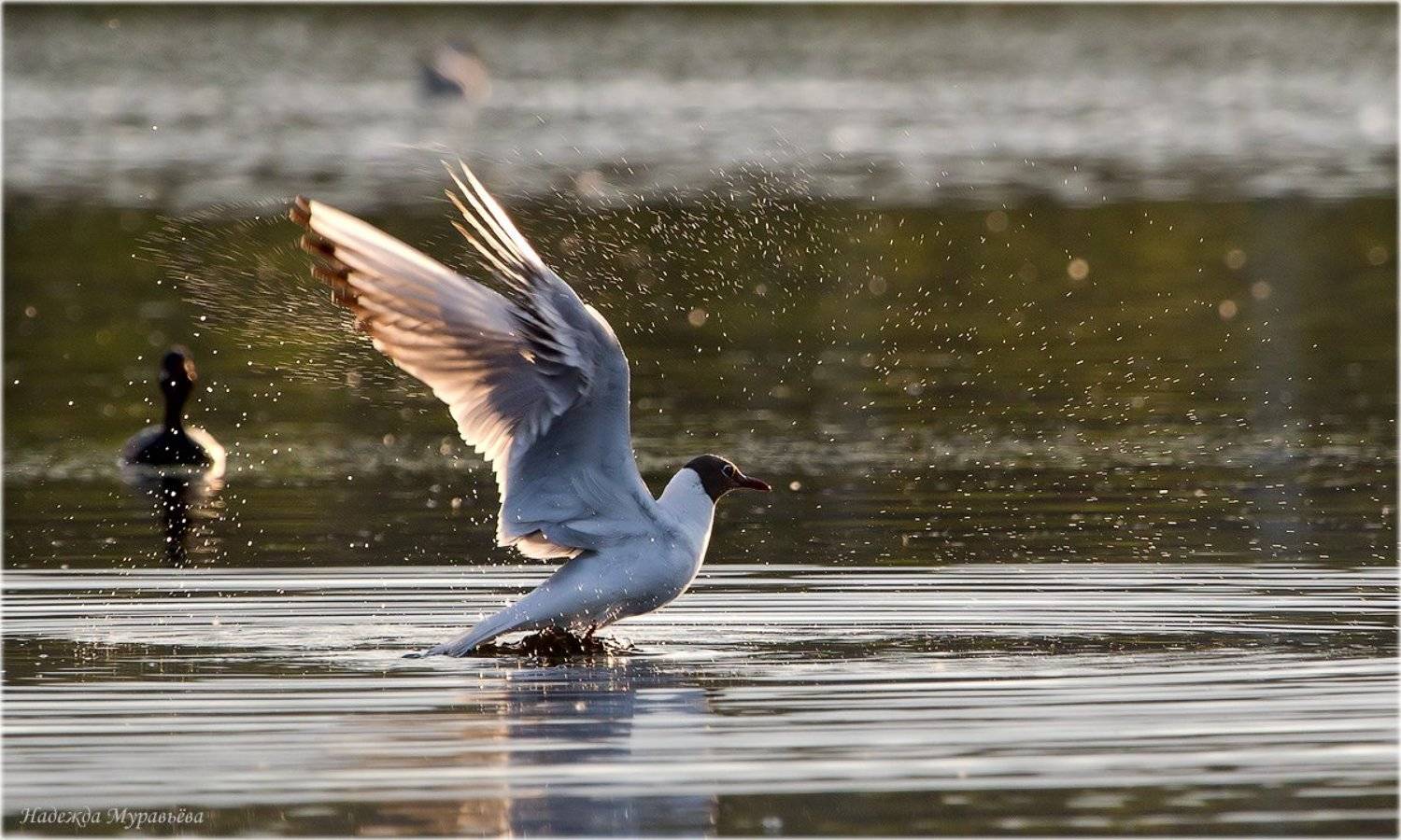 , Надежда Муравьёва