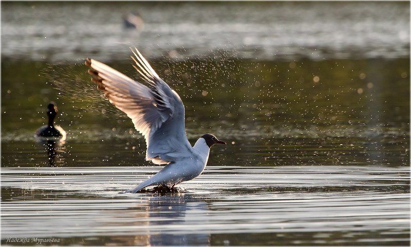 - Прощай! фото превью