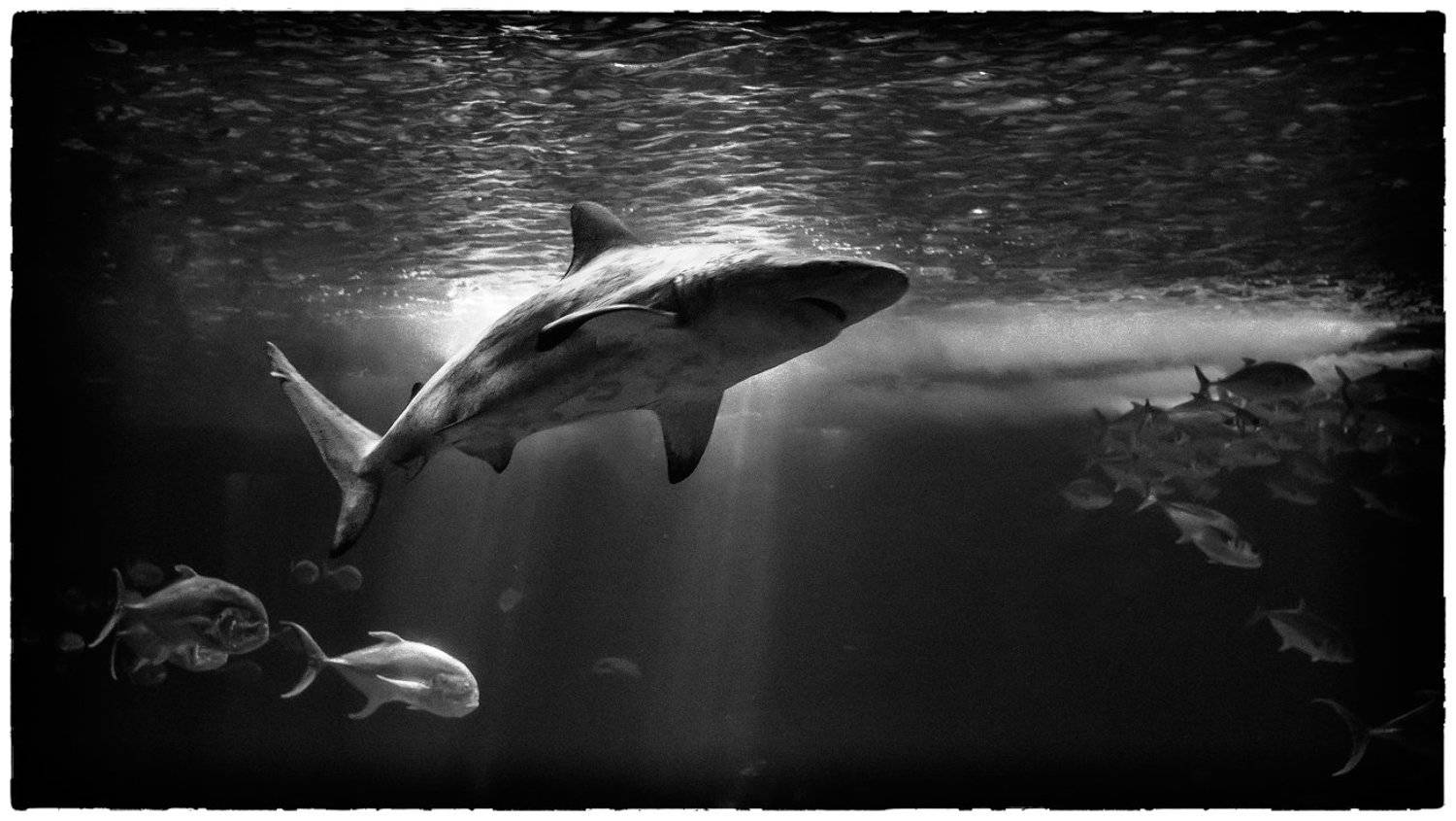 , Sergey Shaposhnikov