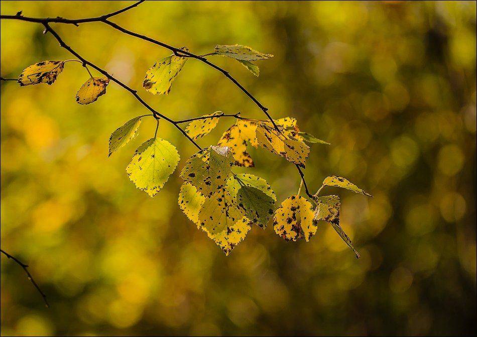 , Бурлов Андрей