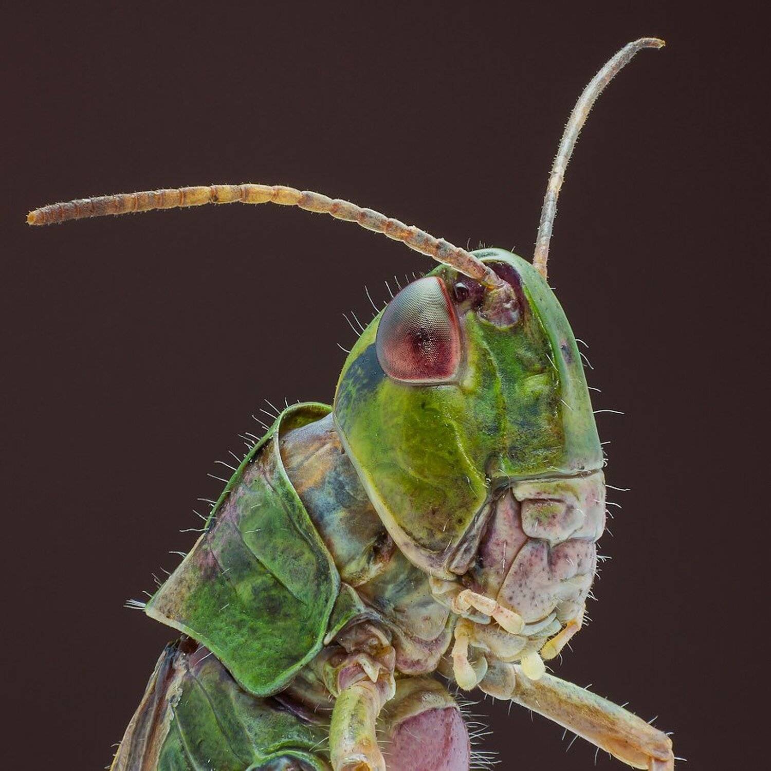 кузнечик, макро, Илья Буянов