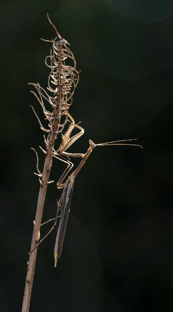 , Игорь ФУММ