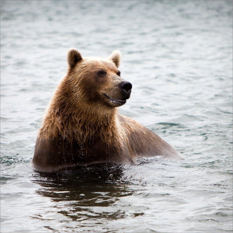 Добрый фото превью