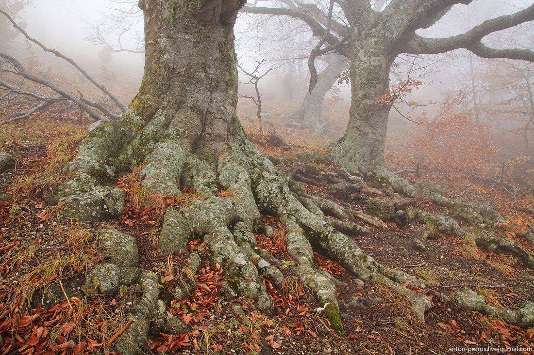 , Антон Петрусь