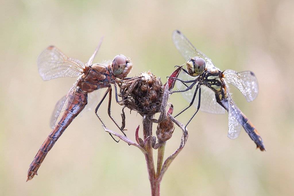 , Сергей Таланов
