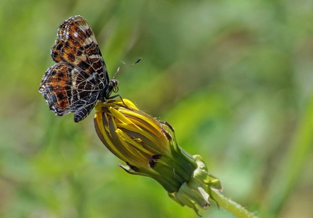 , Чепленко Алексей