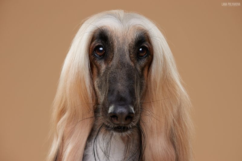 собака, афган, фон  фото превью