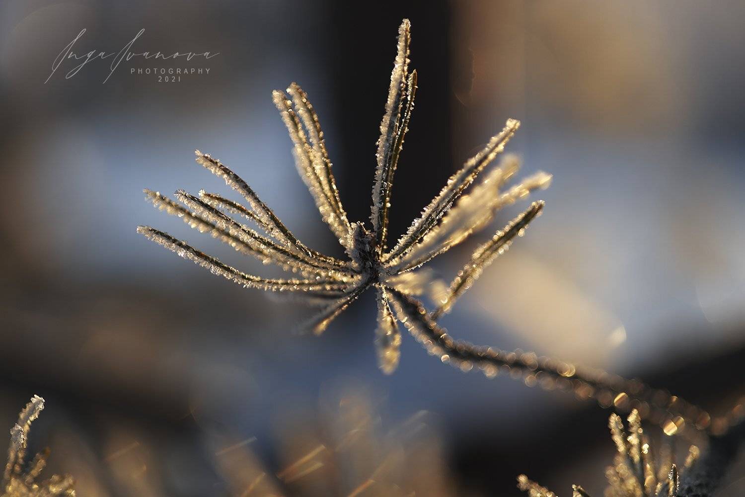 , Инга Иванова