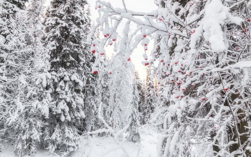 печора,коми,снег Белое на красном фото превью