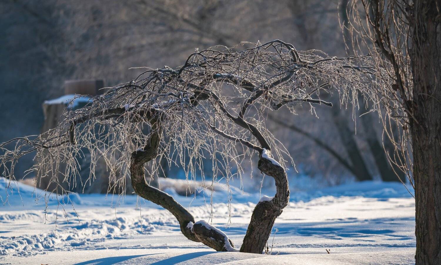 , Константин Дэм
