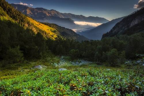Над рододендронами