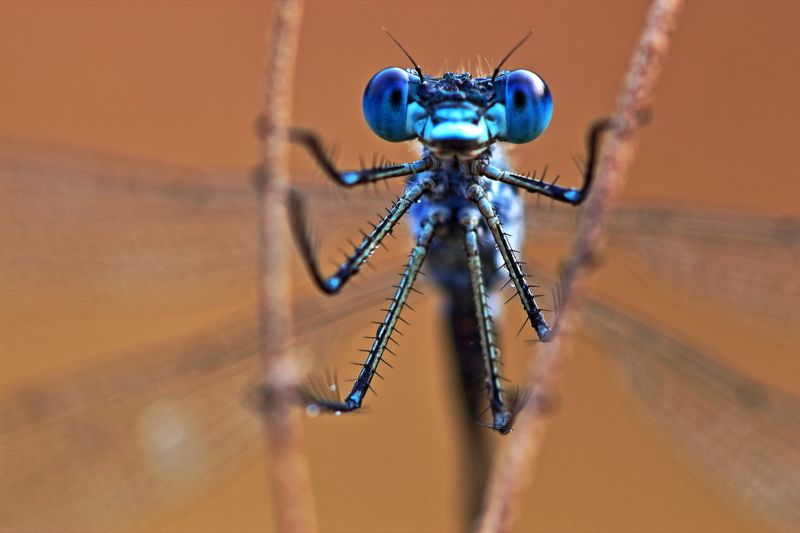 Август фото превью