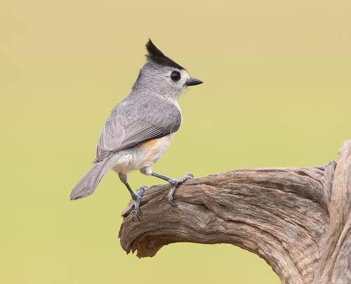 Синица чёрнохохлатая - Black-crested Titmouse