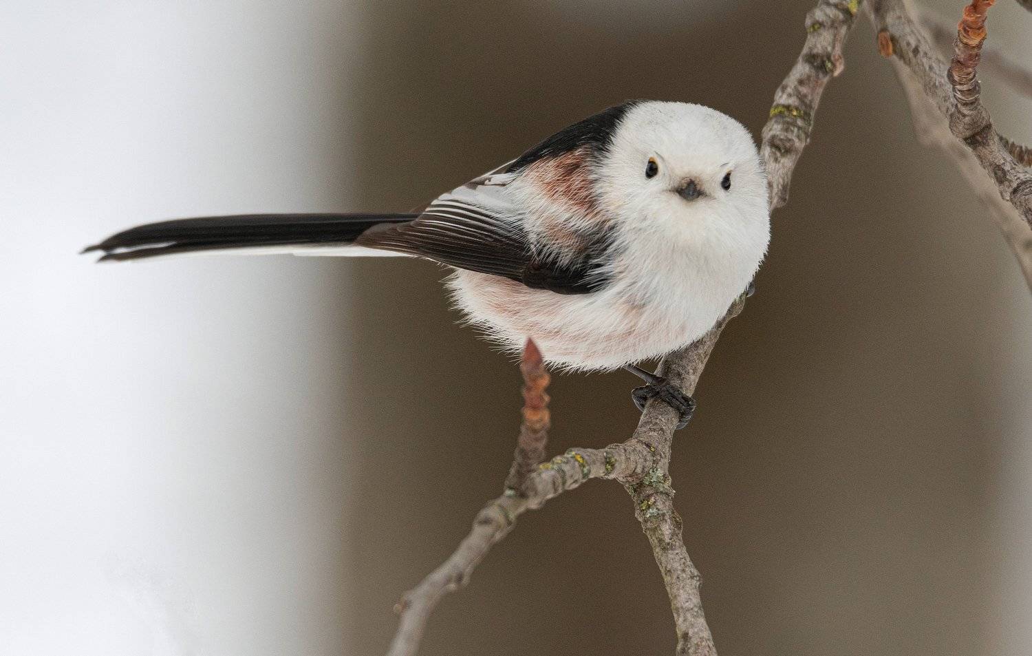 длиннохвостая синица ополовник, Руслан Сигушин