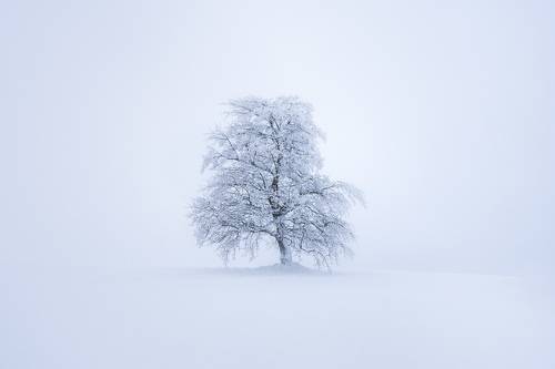 Alone in the fog