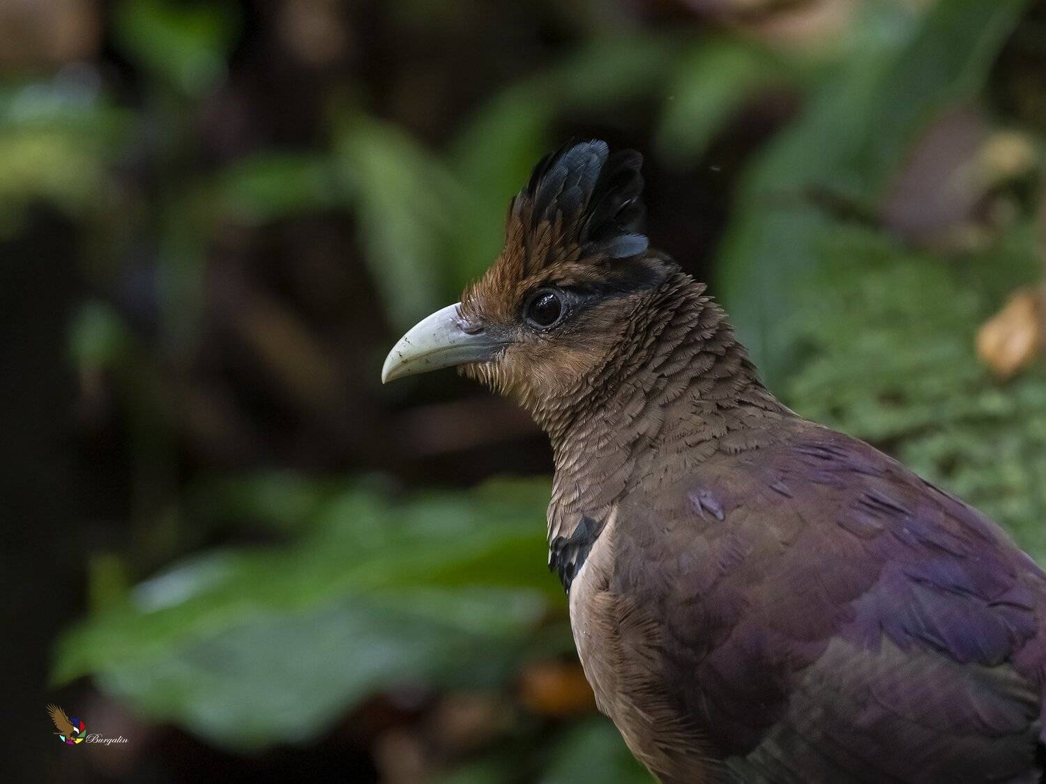 , Fernando Burgalin Sequeira