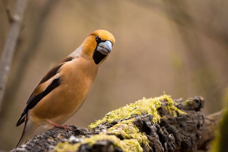Hawfinch фото превью
