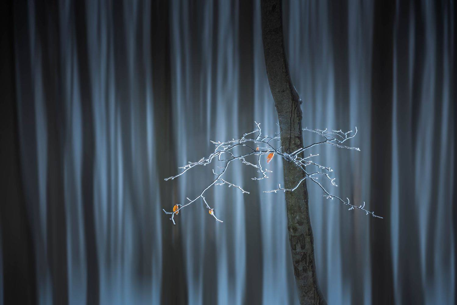 #nature, Dimo Hristev